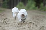 BICHON FRISE 344